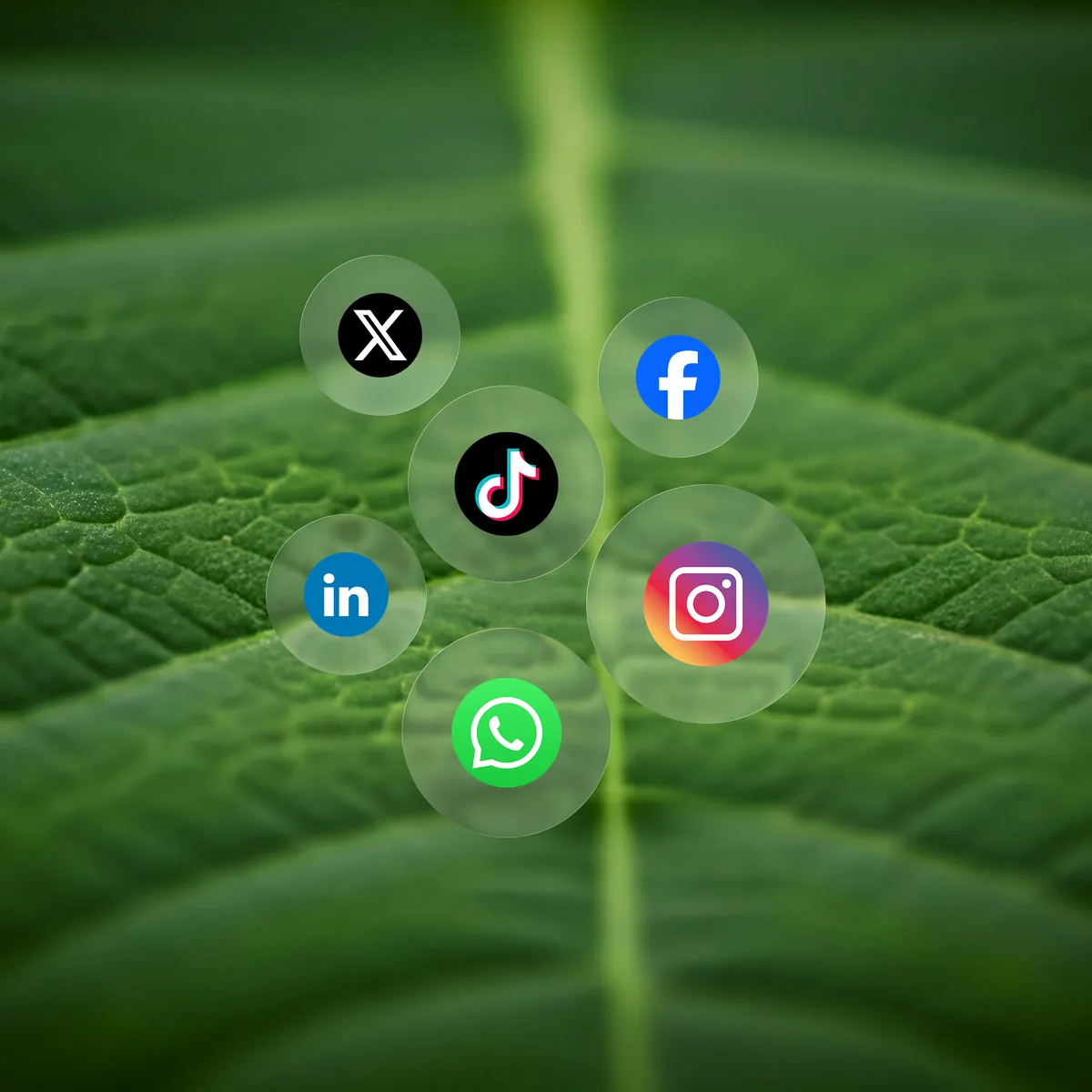 Social Media Management in Tembo Trade